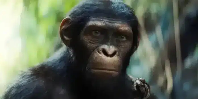 Le Royaume de la planète des singes sera le film le plus ancien de la franchise.

